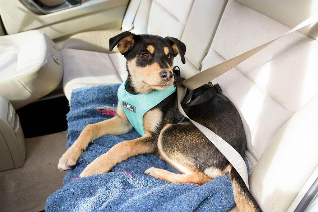 Top Ten Pet-friendly Cars for Your Furry Friends